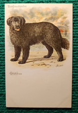 Cpa dogs newfoundlander d'occasion  Le Havre-