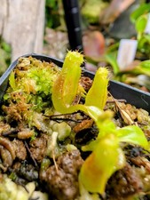 Nepenthes edwardsiana edwardsi for sale  Herriman