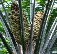 Encephalartos laurentianus lau d'occasion  Expédié en France