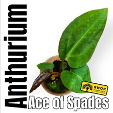 Anthurium ace spades gebraucht kaufen  Berlin
