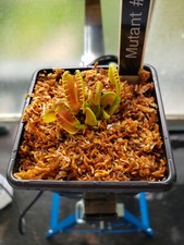 Venus fly trap for sale  LONDON