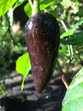 Sementes de pimenta húngara preta - 10 sementes frescas de pimenta preta húngara, usado comprar usado  Enviando para Brazil