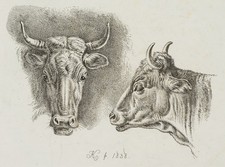 Klein beiden kuhköpfe gebraucht kaufen  Frankfurt am Main