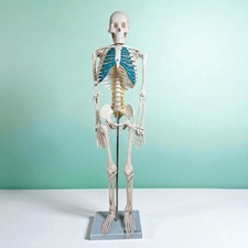 Anatomy stuff skeleton for sale  EASTBOURNE
