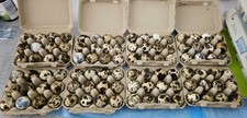 Jumbo coturnix quail for sale  Colorado Springs