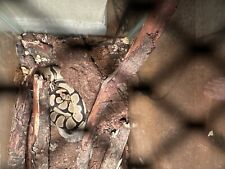 Bigger ball python for sale  Oak Harbor