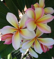Rare butterfly hybrid for sale  Honolulu