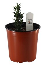 Flowerpotnursery sky pencil for sale  Loranger