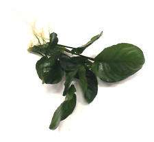 Anubias barteri golden for sale  PLYMOUTH