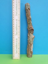 Cork bark branch for sale  VENTNOR