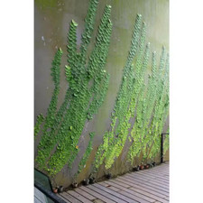 55 gallon terrarium for sale 55 gallon terrarium for sale Denver