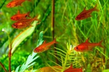 Ember tetra fish for sale  Royse City