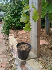Exalta white vine for sale  CHELMSFORD