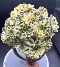 Imported succulent live for sale  San Jose