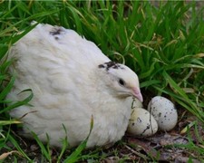 Eggs english white for sale  CORBY