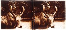 Zoo tête boeuf d'occasion  Paris V