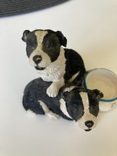 Collie dog puppies for sale  EDINBURGH