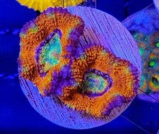 Ultra rainbow acan for sale  Placentia