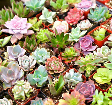Mini succulent mystery for sale  San Diego