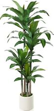 Kazeila artificial dracaena for sale  MANCHESTER