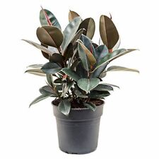 Gummibaum ficus elastica gebraucht kaufen  Wurzen