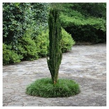 sky pencil holly for sale sky pencil holly for sale USA