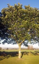 Walnut juglans regia for sale  ALTON