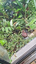 Biophytum sensitivum rare for sale  DUNFERMLINE