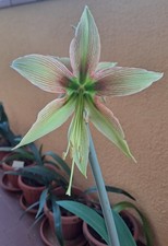 Hippeastrum cap bulb usato  Bagnoregio
