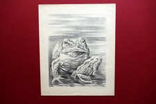 Fabrizio clerici the usato  Italia