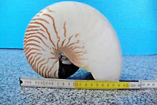 Conchiglia nautilus pompilius usato  Cesena