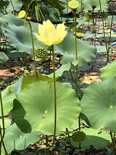 Seeds yellow lotus for sale  Sumner