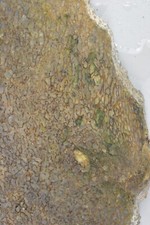 Verde, Cinza, Laje de Osso de Dinossauro Agatizado, Utah, EX Coleção Shirley, 330 gramas comprar usado  Enviando para Brazil