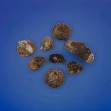 Fossils job for sale Fossils job for sale  ANDOVER