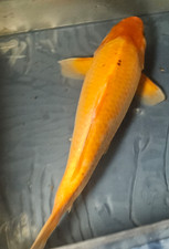 Orenji ogon live for sale  Long Beach