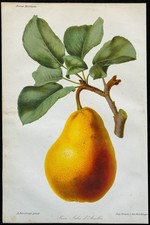 1863 poire jules d'occasion 1863 poire jules d'occasion  France