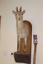 Bighorn sheep goat for sale  Brandon