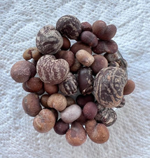 Baobab seed variety for sale  Simi Valley