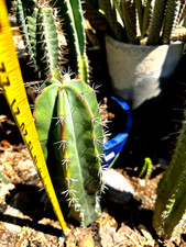 huge succulent for sale  Las Vegas