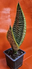 snake plant for sale snake plant for sale GILLINGHAM