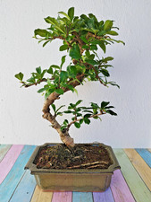 Carmona retusa bonsai gebraucht kaufen  Burglengenfeld
