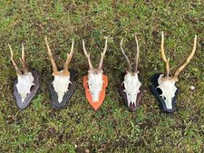 Nice real roe for sale  UK
