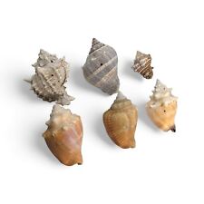 Sea shells decorative for sale  Azusa