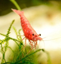 Red cherry shrimp for sale  Berlin
