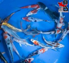 Premium grade standard for sale  Claudville