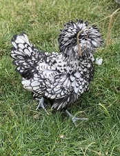 Fresh eggs frizzle for sale  HUNTINGDON