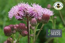 Purple mauve cirsium for sale  CARNFORTH