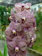 Rare vanda kulwadee for sale  HALSTEAD