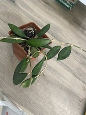 Hoya house plant for sale  SWANSCOMBE