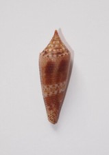 Conus mirabilis d'occasion  Gazeran
